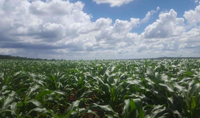 What You Need to Know About Setting Realistic Maize Yield Goals