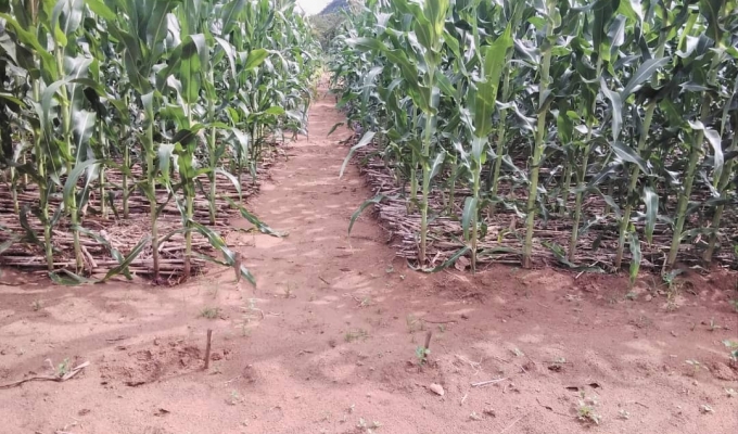 Zimbabwe plants nearly 12 million Pfumvudza/Intwasa plots, surpasses target