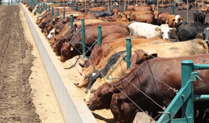 How to Start a Feedlot Operation: A Guide for Cattle Farmers