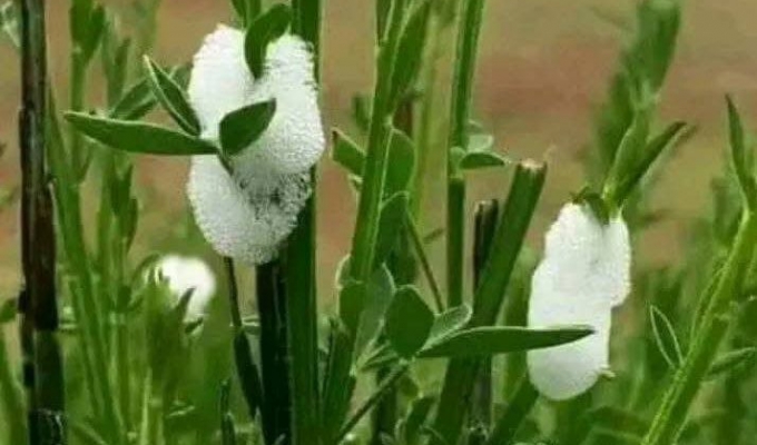 That White Foam on Your Plants Isn't Snake Spit! The Truth Behind a Common Myth