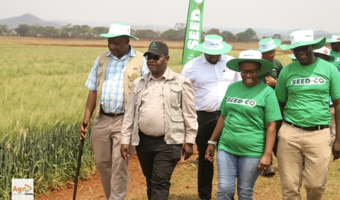 From Trial Plot to Profit Story: Inside Seed Co’s Wheat Field Day