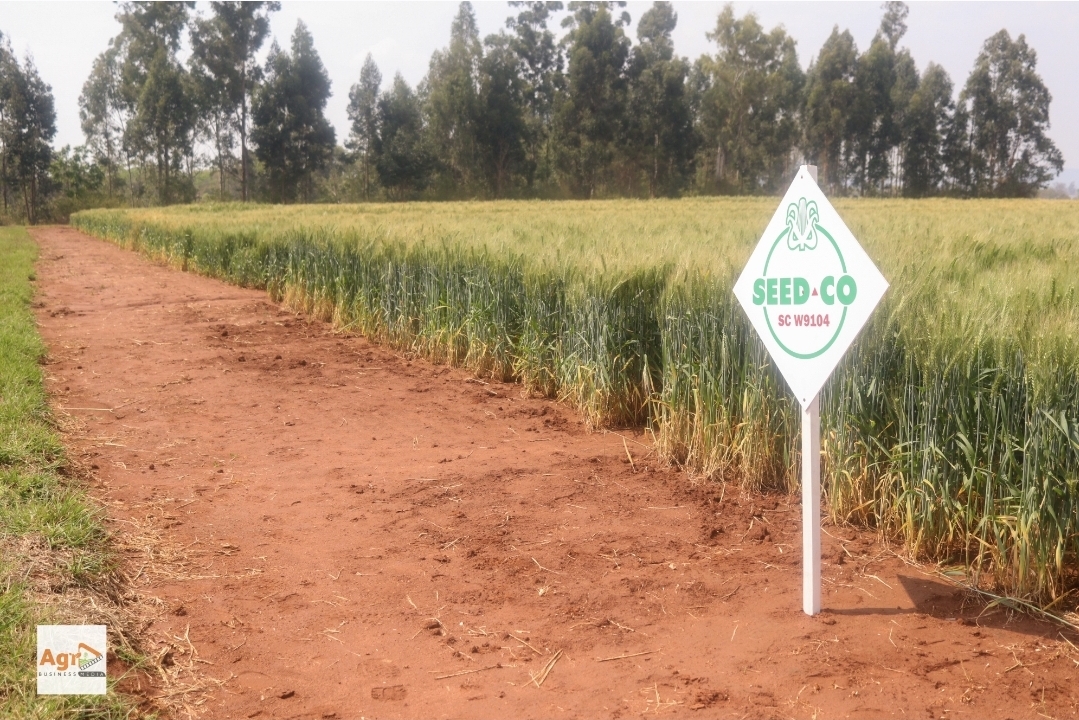 SCW9104 Seed Co wheat plot at Rattray Arnold Research Station