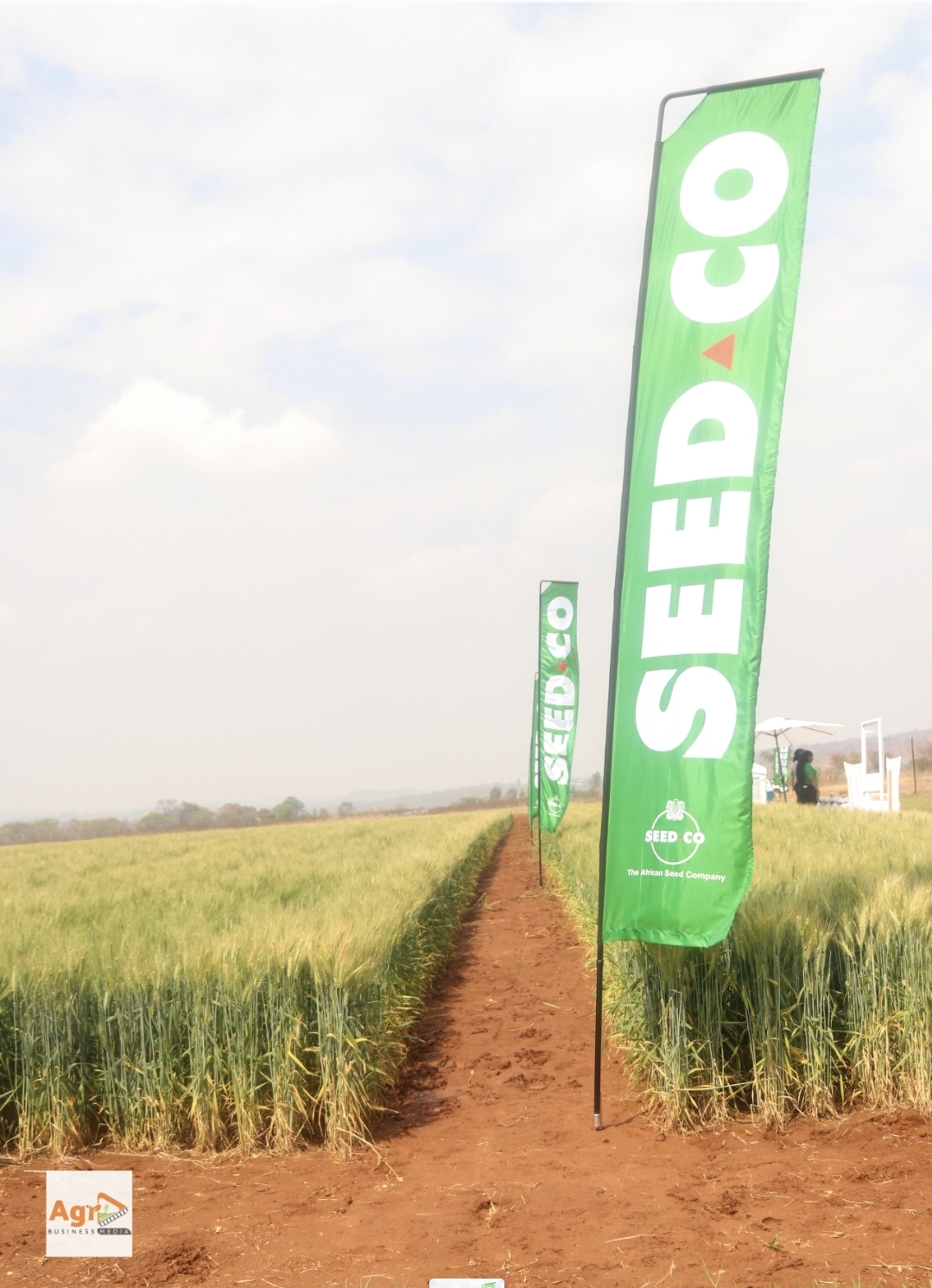 Seed Co banners beside wheat demonstration plots at Rattray Arnold Research Station