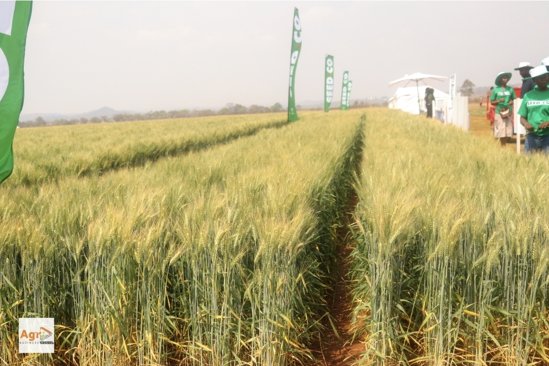 Seed Co wheat trial plots at Rattray Arnold Research Station